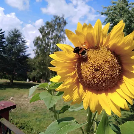 Sonnenblume By Interhome Apartment